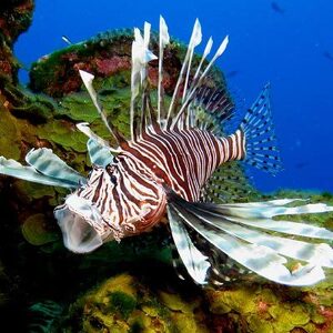 Jennifer Hartensteiner